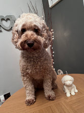 Load image into Gallery viewer, Bailey The Cockapoo
